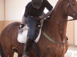 2017 Ponygames